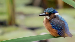 Kingfisher waiting for a snack at Molweni Kamberg